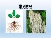 2024八年级科学下册第4章植物与土壤4.3植物的根与物质吸收课件新版浙教版