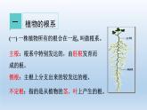 2024八年级科学下册第4章植物与土壤4.3植物的根与物质吸收课件新版浙教版