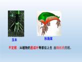 2024八年级科学下册第4章植物与土壤4.3植物的根与物质吸收课件新版浙教版