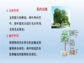 2024八年级科学下册第4章植物与土壤4.4植物的茎与物质运输课件新版浙教版