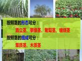 2024八年级科学下册第4章植物与土壤4.4植物的茎与物质运输课件新版浙教版