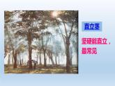 2024八年级科学下册第4章植物与土壤4.4植物的茎与物质运输课件新版浙教版