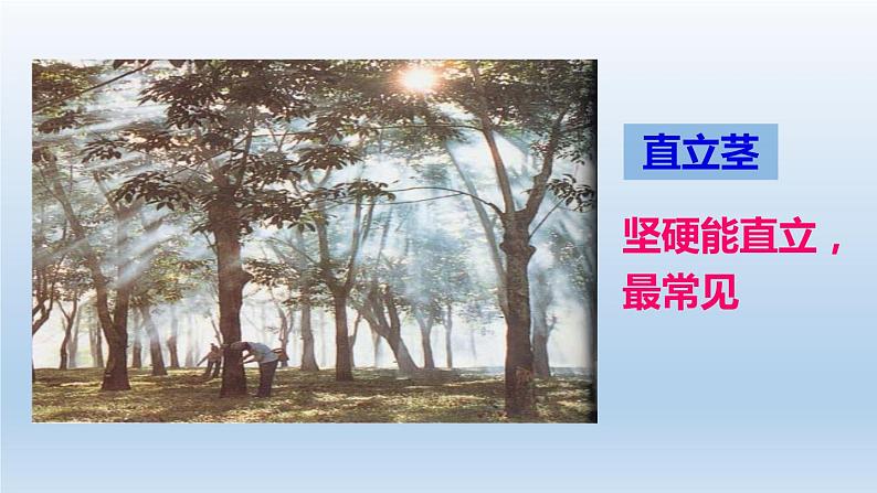 2024八年级科学下册第4章植物与土壤4.4植物的茎与物质运输课件新版浙教版04