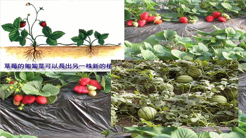 2024八年级科学下册第4章植物与土壤4.4植物的茎与物质运输课件新版浙教版07