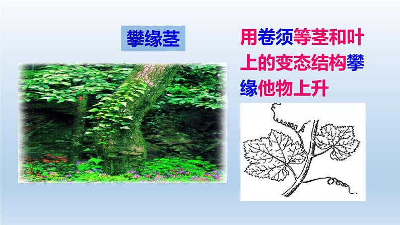 2024八年级科学下册第4章植物与土壤4.4植物的茎与物质运输课件新版浙教版08