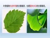 2024八年级科学下册第4章植物与土壤4.5植物的叶与蒸腾作用课件新版浙教版