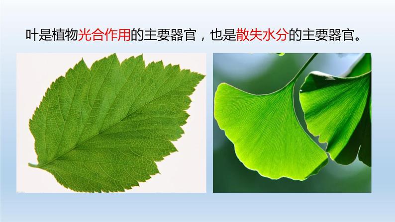 2024八年级科学下册第4章植物与土壤4.5植物的叶与蒸腾作用课件新版浙教版01