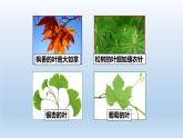2024八年级科学下册第4章植物与土壤4.5植物的叶与蒸腾作用课件新版浙教版
