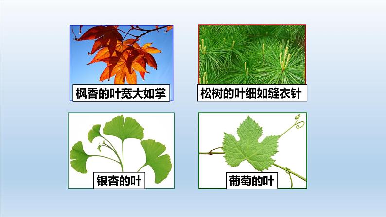 2024八年级科学下册第4章植物与土壤4.5植物的叶与蒸腾作用课件新版浙教版02