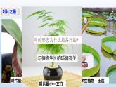 2024八年级科学下册第4章植物与土壤4.5植物的叶与蒸腾作用课件新版浙教版