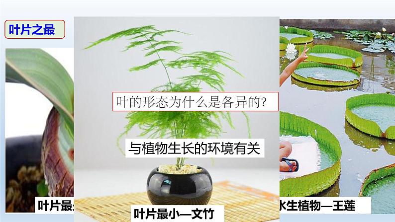 2024八年级科学下册第4章植物与土壤4.5植物的叶与蒸腾作用课件新版浙教版03