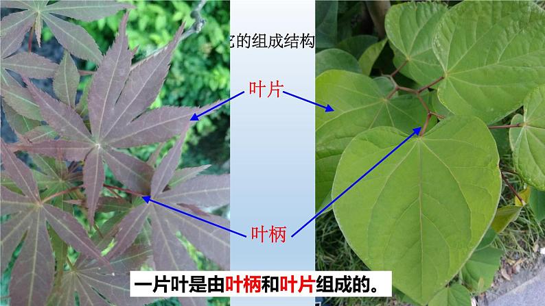 2024八年级科学下册第4章植物与土壤4.5植物的叶与蒸腾作用课件新版浙教版04