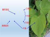 2024八年级科学下册第4章植物与土壤4.5植物的叶与蒸腾作用课件新版浙教版