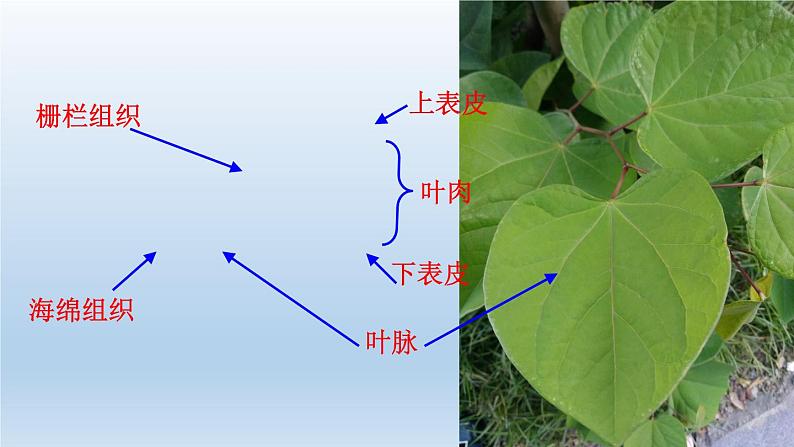 2024八年级科学下册第4章植物与土壤4.5植物的叶与蒸腾作用课件新版浙教版05