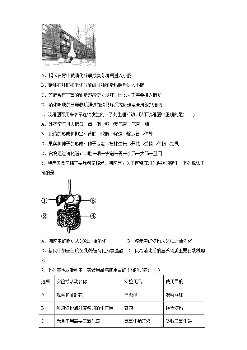 5.1 食物的消化和吸收 同步练习 ——华东师大版科学八年级上册02