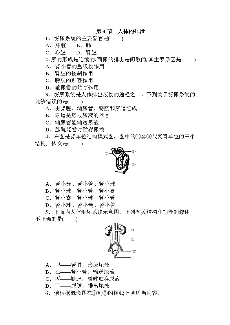 5.4　人体的排泄   强化训练— 华东师大版科学八年级上册第1页