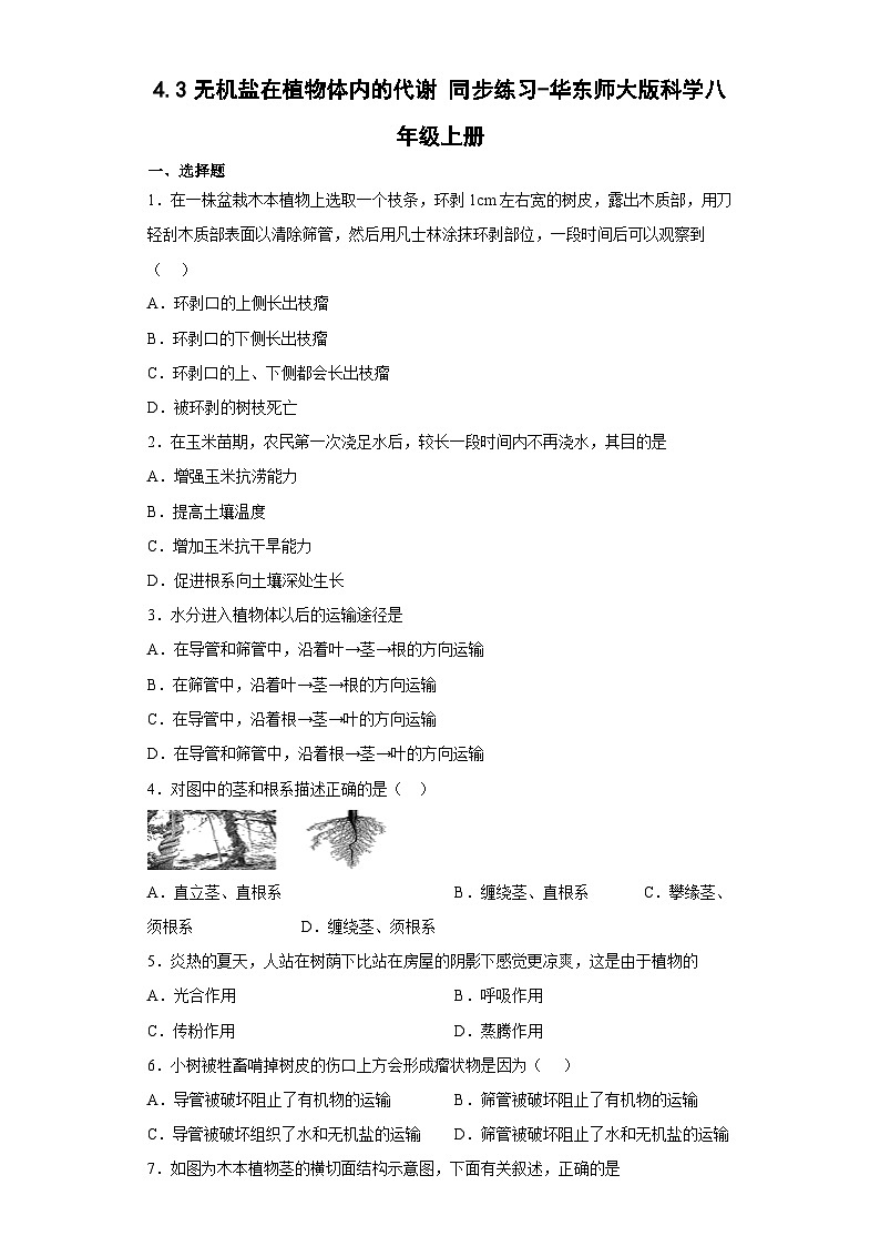 4.3无机盐在植物体内的代谢 同步练习—华东师大版科学八年级上册第1页