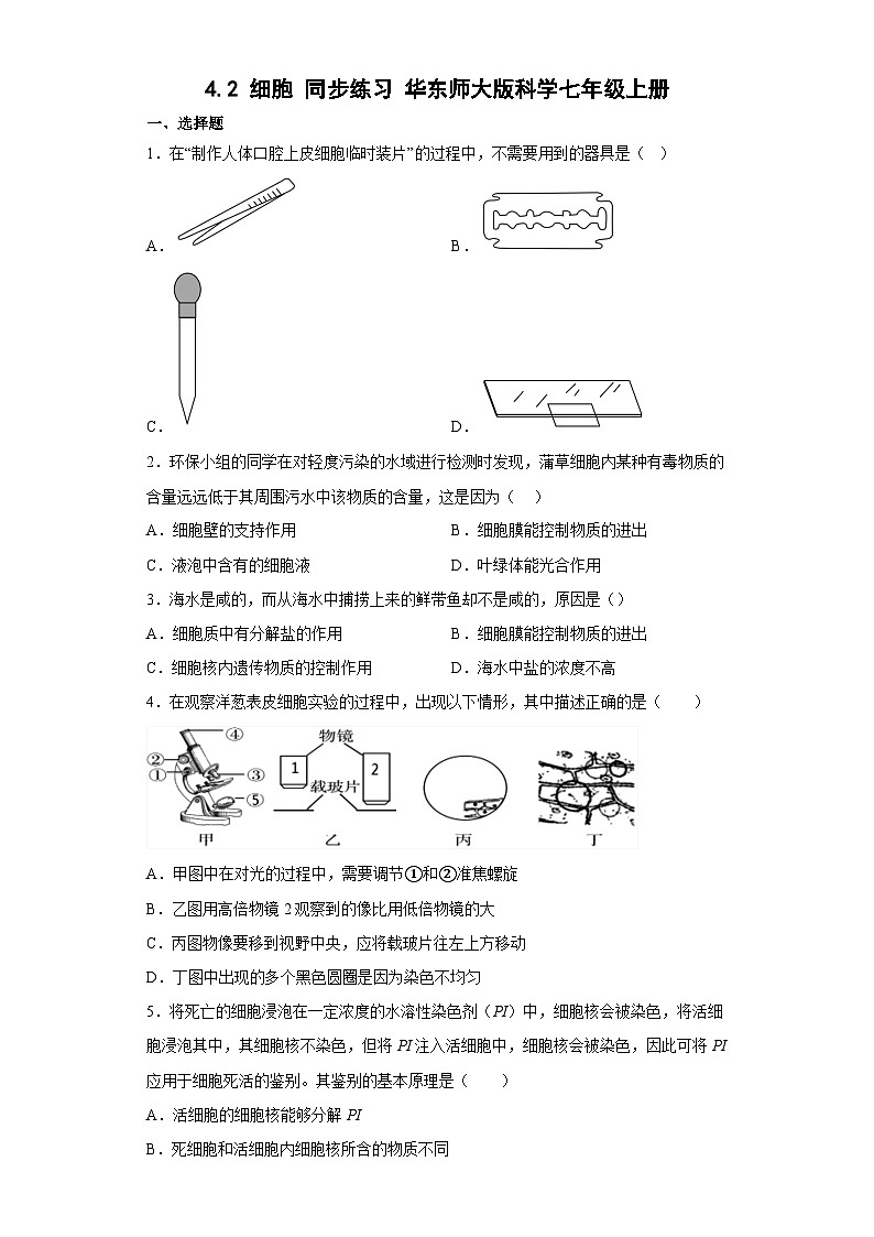4.2 细胞 同步练习    华东师大版科学七年级上册第1页
