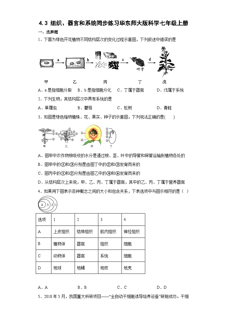 4.3 组织、器官和系统同步练习   华东师大版科学七年级上册第1页