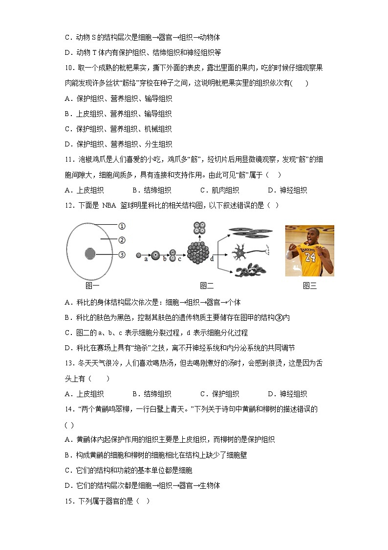 4.3 组织、器官和系统同步练习   华东师大版科学七年级上册第3页