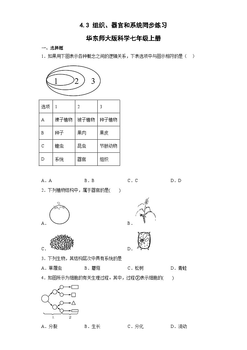 4.3 组织、器官和系统同步练习   华东师大版科学七年级上册01
