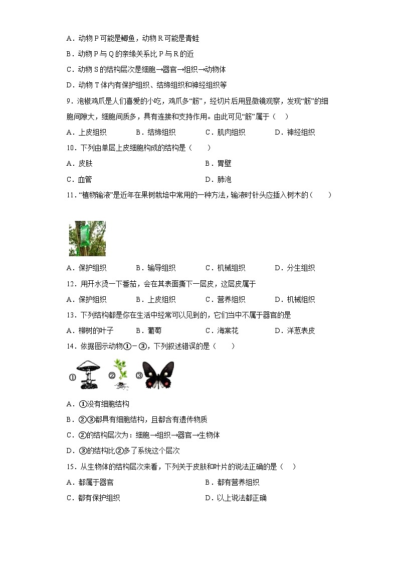 4.3 组织、器官和系统同步练习   华东师大版科学七年级上册03