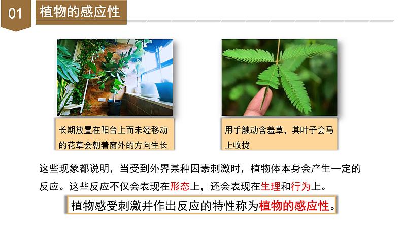 【浙教版】八上科学  3.1 植物生命活动的调节（第1课时）（课件+教案+导学案+同步练习）06