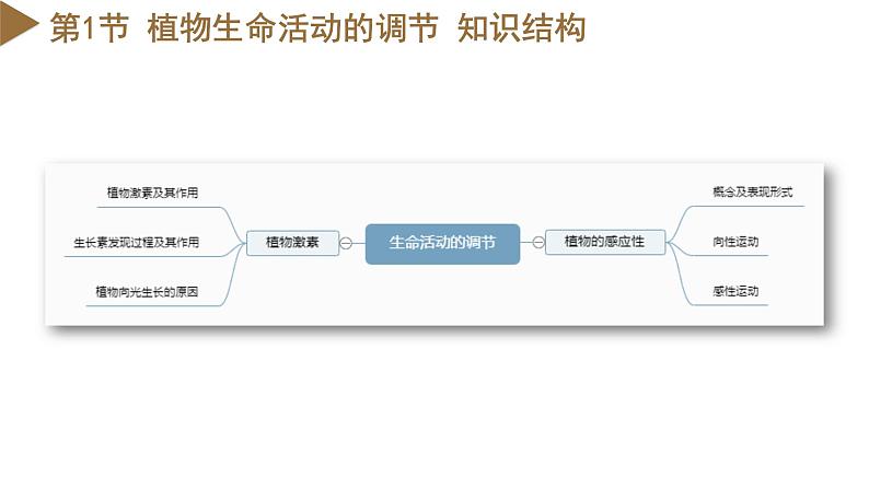 【浙教版】八上科学  第3章 生命活动的调节 单元复习（课件+知识清单+单元测试卷）04