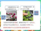 【新课标】浙教版科学八年级上册3.1《植物生命活动的调节》（第1课时）课件+素材