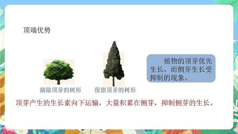 【新课标】浙教版科学八年级上册3.1《植物生命活动的调节》（第2课时）课件+素材08