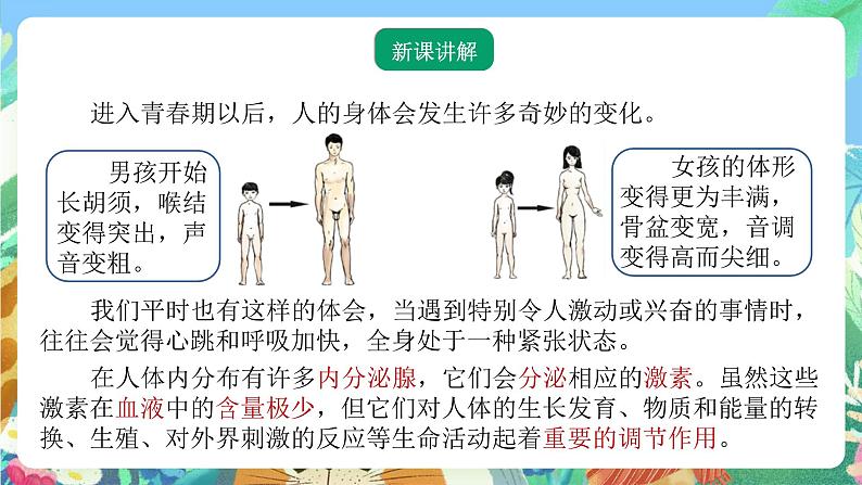 【新课标】浙教版科学八年级上册3.2《人体的激素调节》课件03