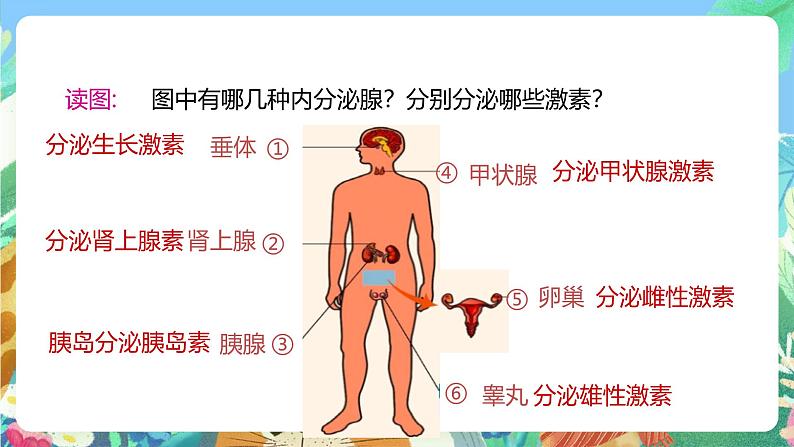 【新课标】浙教版科学八年级上册3.2《人体的激素调节》课件04