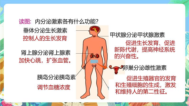 【新课标】浙教版科学八年级上册3.2《人体的激素调节》课件05