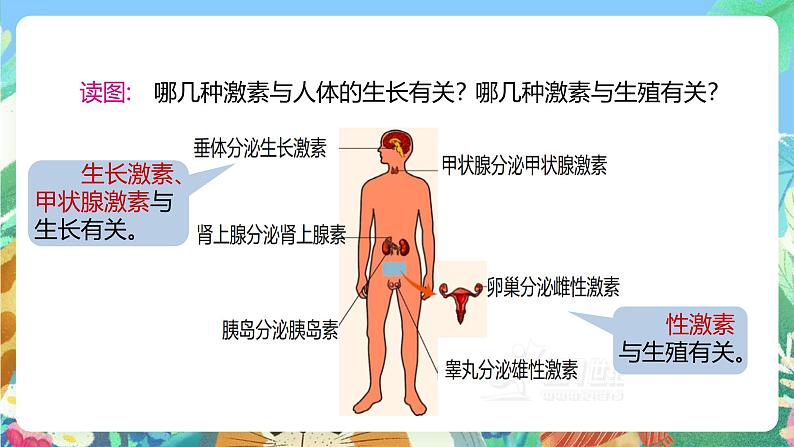 【新课标】浙教版科学八年级上册3.2《人体的激素调节》课件06