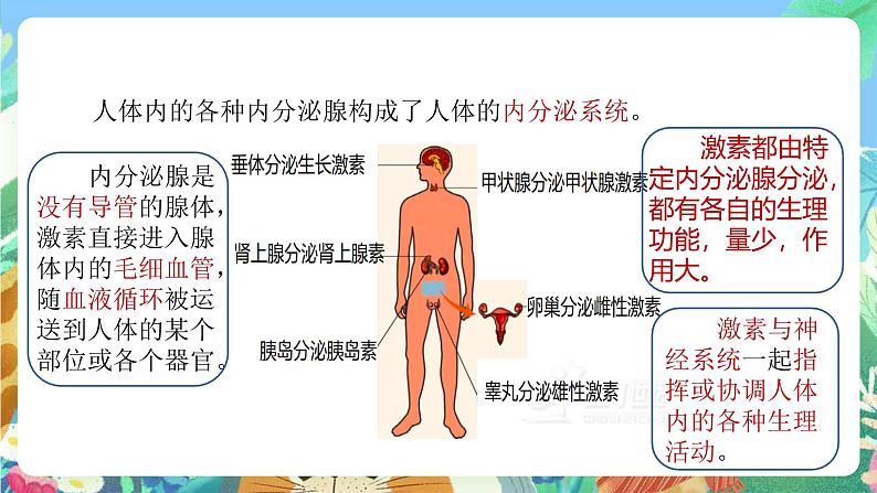 【新课标】浙教版科学八年级上册3.2《人体的激素调节》课件07