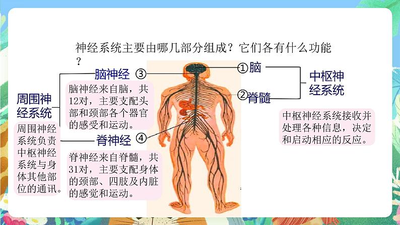 【新课标】浙教版科学八年级上册3.3《神经调节》（第2课时）课件+素材05