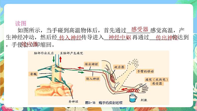 【新课标】浙教版科学八年级上册3.3《神经调节》（第3课时）课件04