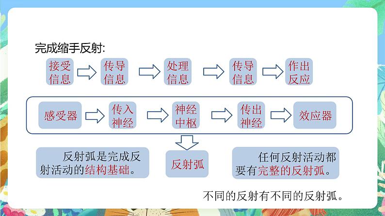 【新课标】浙教版科学八年级上册3.3《神经调节》（第3课时）课件05