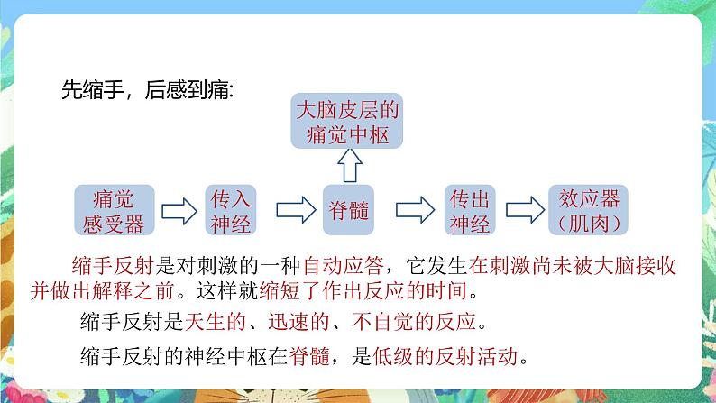 【新课标】浙教版科学八年级上册3.3《神经调节》（第3课时）课件06