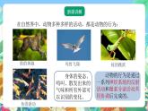 【新课标】浙教版科学八年级上册3.4《动物的行为》课件+素材