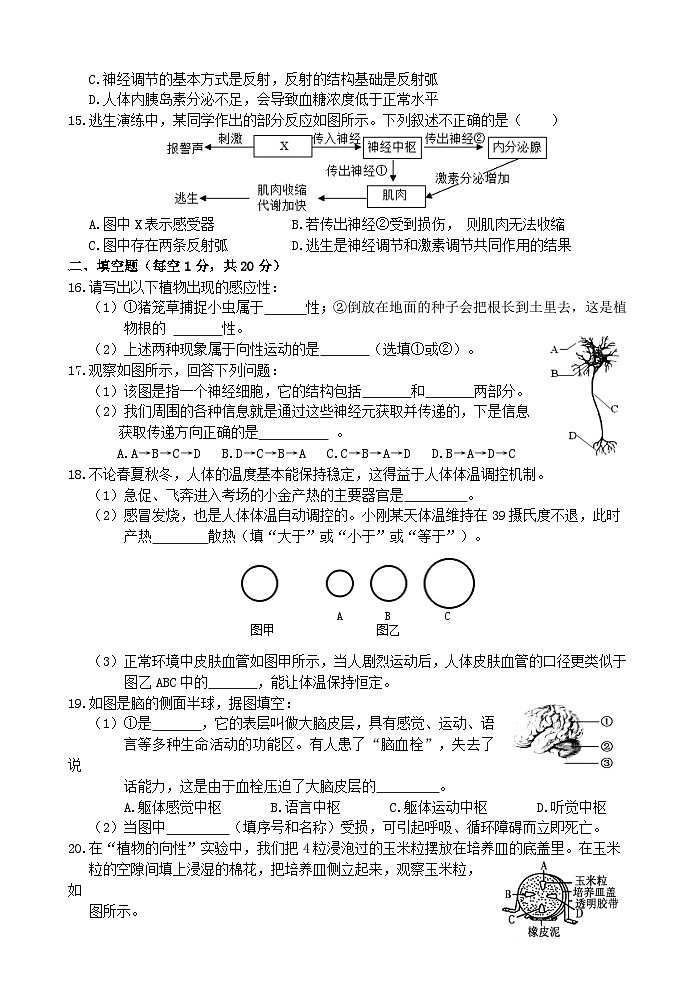 【综合测试卷】浙教版科学八年级上册第3章 生命活动的调节 综合测试卷 （原卷+答案+答题卷）03