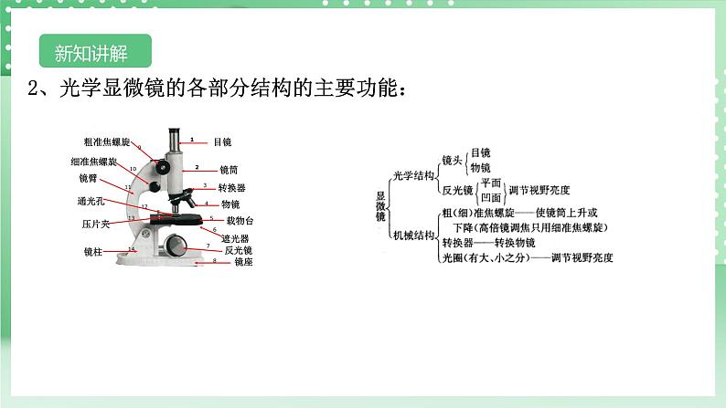 【核心素养】浙教版科学七年级上册 2.1《生物体的基本单位》（第2课时）课件+教案+学案+素材05