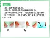【核心素养】浙教版科学七年级上册 2.1《生物体的基本单位》（第3课时）课件+教案+学案+素材