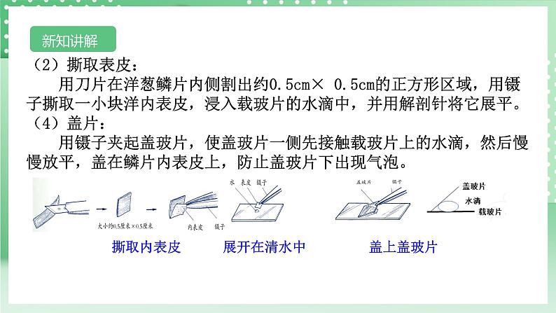 【核心素养】浙教版科学七年级上册 2.1《生物体的基本单位》（第3课时）课件+教案+学案+素材06