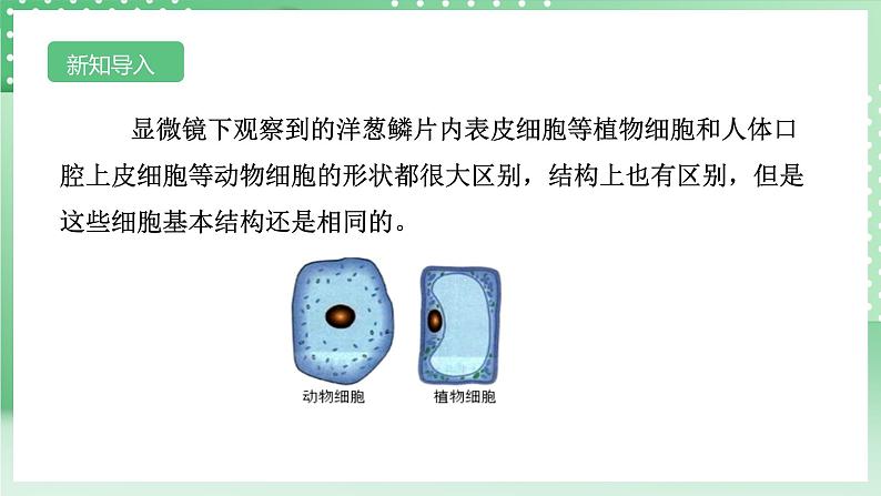 【核心素养】浙教版科学七年级上册 2.1《生物体的基本单位》（第4课时）课件+教案+学案+素材03