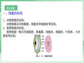 【核心素养】浙教版科学七年级上册 2.1《生物体的基本单位》（第4课时）课件+教案+学案+素材