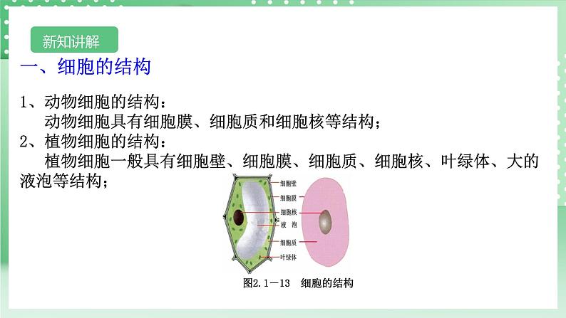 【核心素养】浙教版科学七年级上册 2.1《生物体的基本单位》（第4课时）课件+教案+学案+素材05