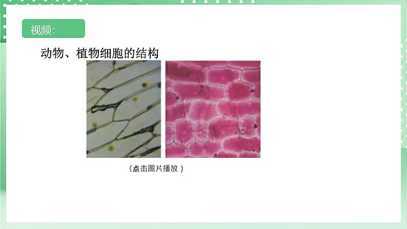 【核心素养】浙教版科学七年级上册 2.1《生物体的基本单位》（第4课时）课件+教案+学案+素材06
