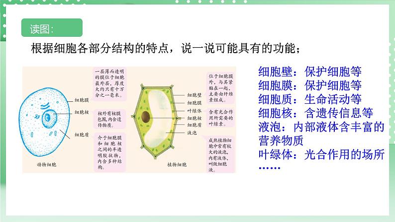 【核心素养】浙教版科学七年级上册 2.1《生物体的基本单位》（第4课时）课件+教案+学案+素材07