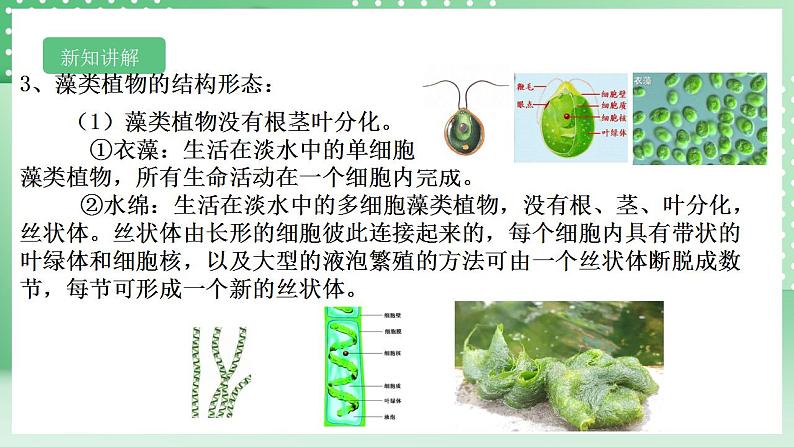 【核心素养】浙教版科学七年级上册 2.2《形形色色的植物》（第1课时）课件+教案+学案+素材08